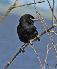 Agelasticus cyanopus