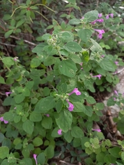 Scutellaria seleriana