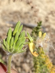 Pelargonium rapaceum