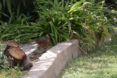 Monticola rupestris