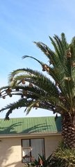 Ploceus capensis