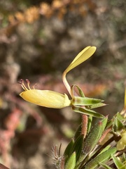 Pelargonium rapaceum
