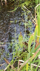 Cicuta bulbifera