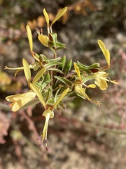 Pelargonium rapaceum