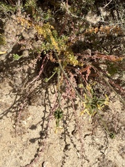 Pelargonium rapaceum