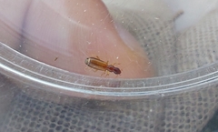 Paradromius linearis