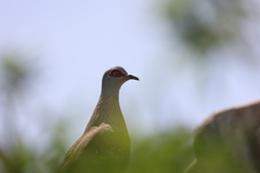 Columba guinea