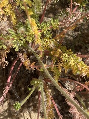 Pelargonium rapaceum
