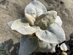 Eriogonum latifolium