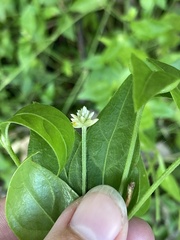 Alternanthera flavescens