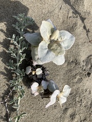 Eriogonum latifolium