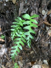 Polypodium