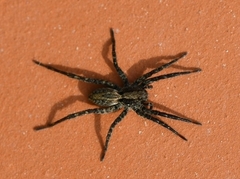 Alopecosa albofasciata