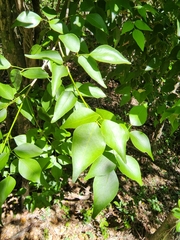 Amyris elemifera