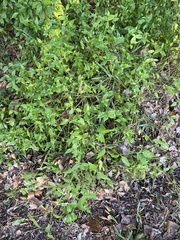 Alternanthera flavescens