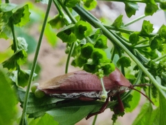 Tessaratoma papillosa