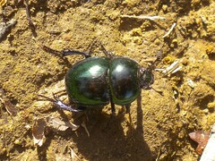 Trypocopris pyrenaeus splendens