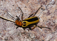 Pyrota trochanterica