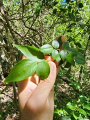 Amyris elemifera