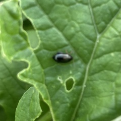 Psylliodes chrysocephala