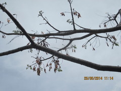 Conzattia multiflora