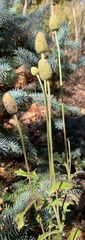 Anemone virginiana