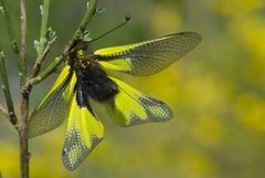 Libelloides coccajus