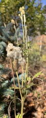 Anemone virginiana