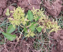Croton bonplandianus