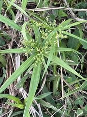 Cyperus albostriatus