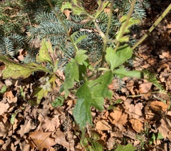 Anemone virginiana