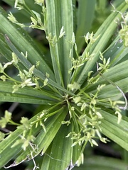 Cyperus albostriatus