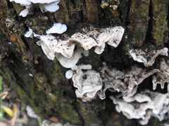 Skeletocutis amorpha