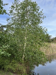 Betulaceae