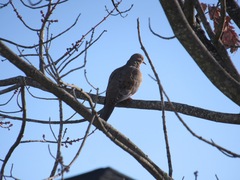 Zenaida macroura carolinensis