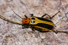 Pyrota trochanterica