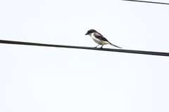 Lanius collaris collaris