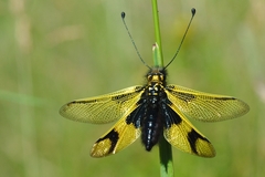 Libelloides longicornis