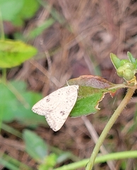 Micrathetis