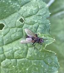 Fannia canicularis