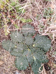 Lichtensteinia latifolia