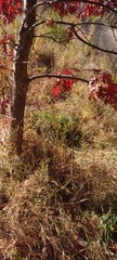 Quercus ellipsoidalis