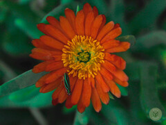 Tithonia rotundifolia