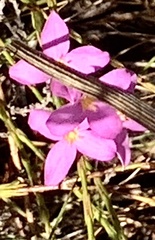 Lachnaea