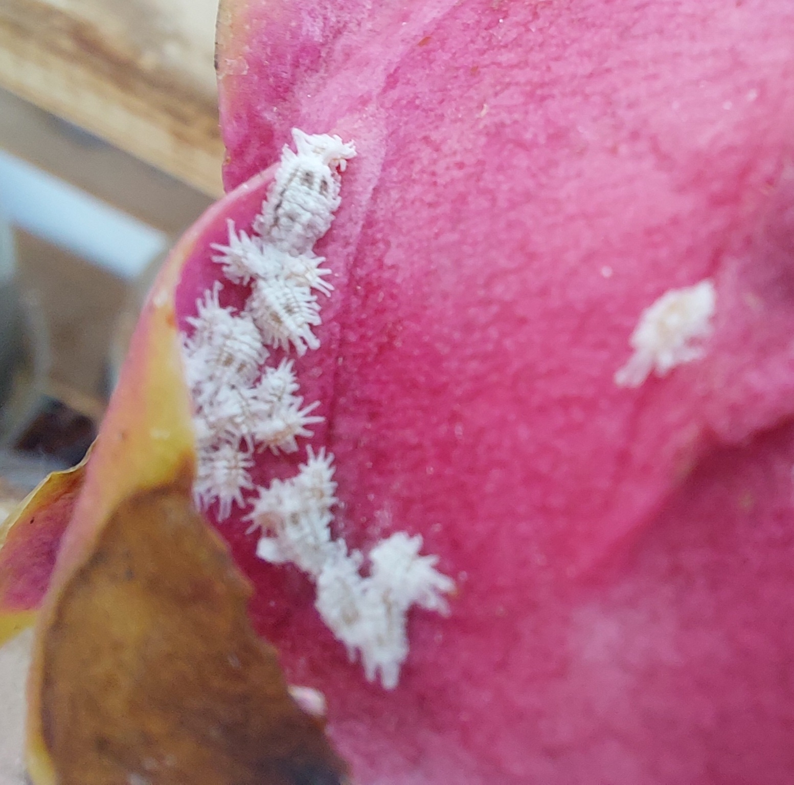 Cochinilla gigante de Barber