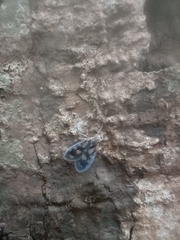 Bothriocera