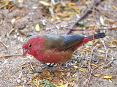 Lagonosticta senegala