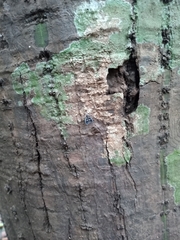 Bothriocera