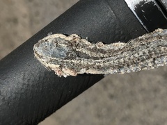 Philodryas chamissonis