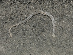 Philodryas chamissonis